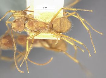 Media type: image;   Entomology 9098 Aspect: habitus dorsal view